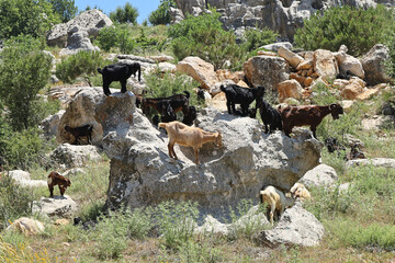 Goats on a rock 