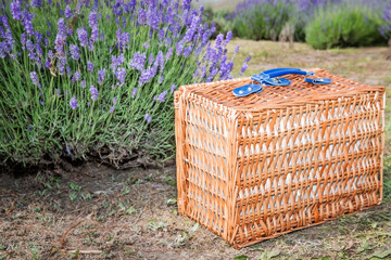Beautiful picnic suitcase made of woven straw in a field of blooming lavender. Organic handmade products.