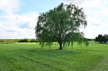 Weeping Willow Tree