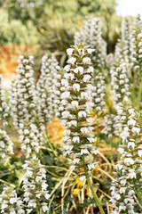 White Acanthus, Flower Bear Breeches, Blooming in a Garden. High quality photo. Close up of a...