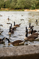 Canada geese swimming in a lake in the park. High quality photo.A group of Canada geese floating...