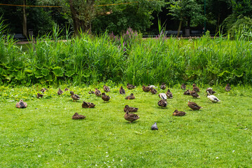 Sarphati Park (Sarphatipark) is a well-known park in Amsterdam, offering lush greenery and a large pond. There is a statue of Samuel Sarphati Jewish doctor and philanthropist. Amsterdam, Netherlands.