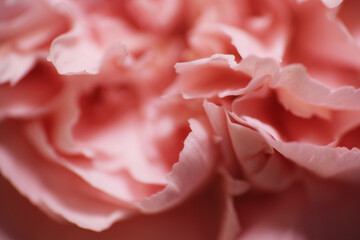 Macro shot of fresh flower petals with tiny mites on surface