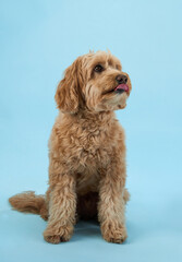 A Labradoodle with curly fur is sitting and licking its lips, set against a light blue background.