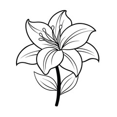 amaryllis flower vector illustration outline