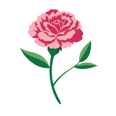 Pink Carnation Flower Vector