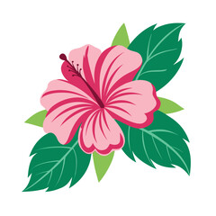 Pink Hibiscus flower vector