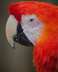 Scarlet Macaw Head Close-Up