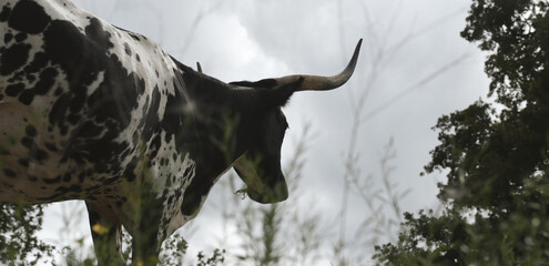 Corriente cow looking away in farm field with storm sky background.