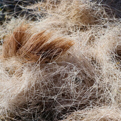 Animal Fur and Straw Texture