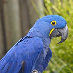 Hyacinth Macaw Perched in Sunlight