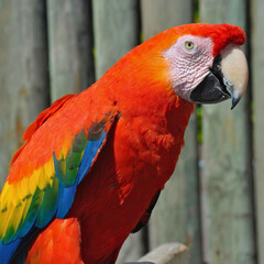 Scarlet Macaw Shows Full Plumage