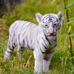 White Tiger Cub Standing in Grass