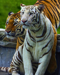 White and Orange Tigers Cuddled Together