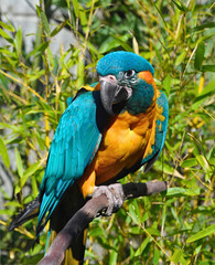 Blue-and-Yellow Macaw Perched on Branch