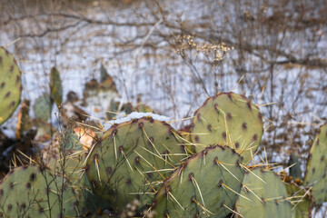 Snow on prickly pear cactus plant for winter season weather in Texas landscape.