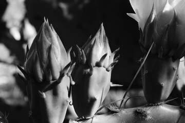 Buds on prickly pear cactus closeup in nature, black and white image.