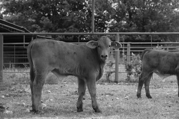 Beefmaster calves in pen on ranch for cattle works.