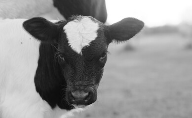 Cute innocent calf cow face closeup looking at camera on farm in black and white, copy space on background.