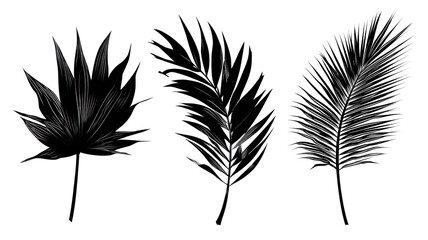 Obraz premium Beautiful Palm Tree Leaf Set Silhouette - Elegant palm leaf silhouettes isolated on transparent background