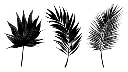 Beautiful Palm Tree Leaf Set Silhouette - Elegant palm leaf silhouettes isolated on transparent background