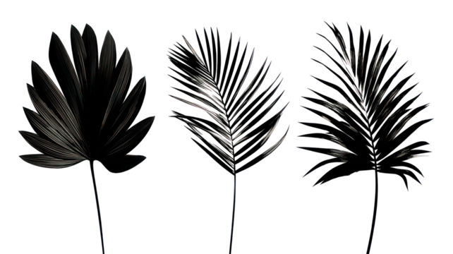 Beautiful Palm Tree Leaf Set Silhouette - Elegant palm leaf silhouettes isolated on transparent background


