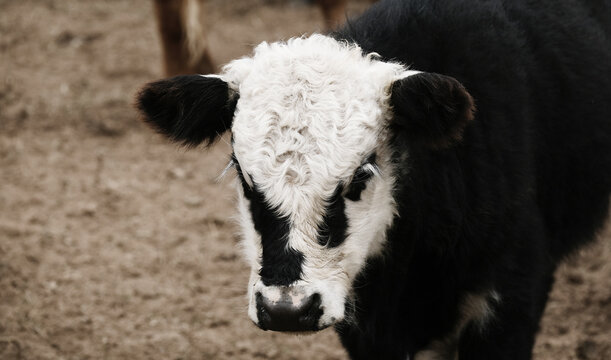 Bald face black calf cow closeup on ranch, beef cattle concept.