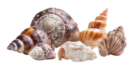 Obraz premium Assorted Sea Shells on Soft Golden Sand with Scattered Pebbles - Natural beach shells collection on transparent background