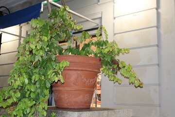 plant pots on the porch