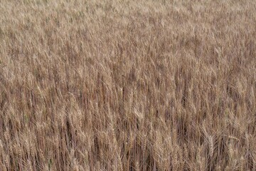 Agricultural field with ripe wheat heads swaying in the wind