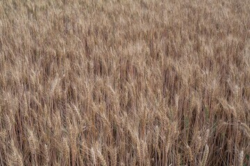 Mature wheat crop in a summer field, fully developed and ready for harvesting. A key stage in food...