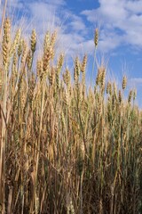 Agricultural wheat field in summer sunlight with ripe golden ears under blue sky