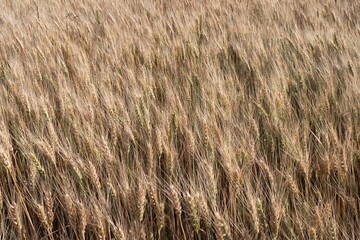 Golden wheat field closeup under blue sky during summer harvest season