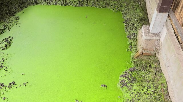 Phnom Penh, Cambodia - 25 June 2025. A shallow pit at the Killing Fields holds unmoving water topped with dense green algae, forming a quiet, haunting scene beneath partial shelter.