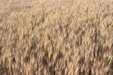 Mature wheat crop in a summer field, fully developed and ready for harvesting. A key stage in food production and grain farming cycle.