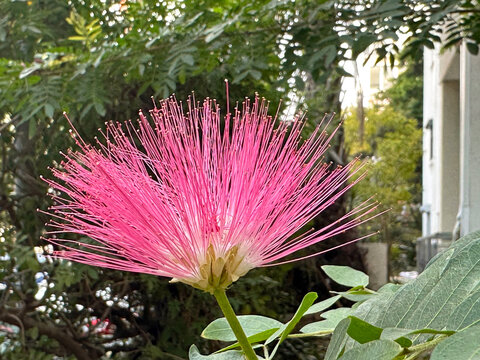 Beautiful stamens Calliandra (lat.- Calliandra surinamensis)