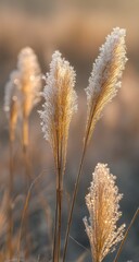 Golden Hour Frost Delicate Winter Grass in the Sunrise Light