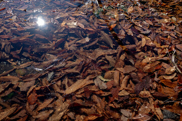 凍った池の水面　湖底の落葉