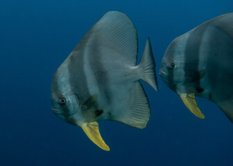 Two Batfish swimming in the ocean