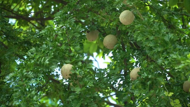 Tropical fruits. Limonia acidissima. Common names call wood apple. Rare fruit to taste.