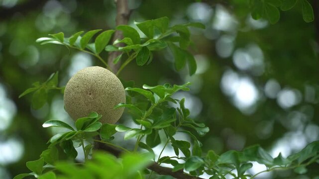Tropical fruits. Limonia acidissima. Common names call wood apple. Rare fruit to taste. fruit on tree