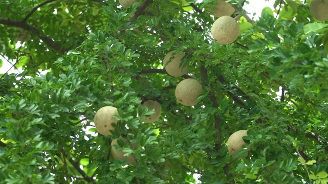 Tropical fruits. Limonia acidissima. Common names call wood apple. Rare fruit to taste. fruit on tree