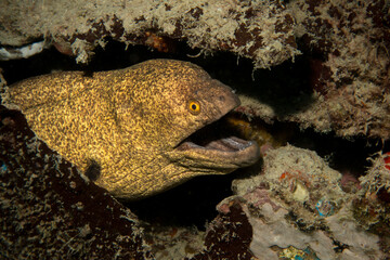 Moray Eel, Mabul Island, Malaysia