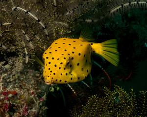 Yellow Boxfish