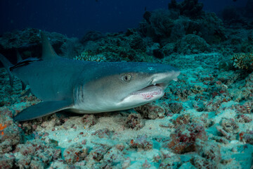 Whitetip reef shark with disease ion head