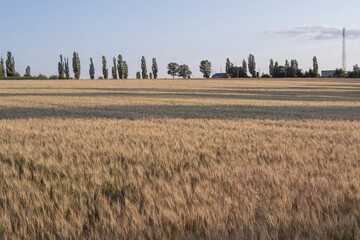 Scenic wheat field with yellow heads under soft sunlight, horizon with trees