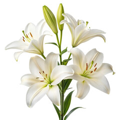 white lily isolated on white