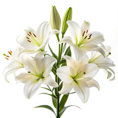 white lily isolated on white