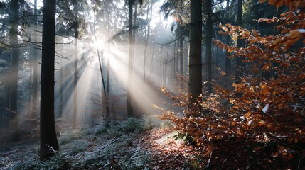 Fototapeta premium Beautiful autumn sunlight breaking through tall trees in a serene forest at dawn