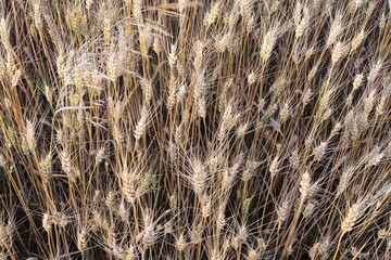 Close-up of golden ears of ripe wheat in farmland at sunset in summer